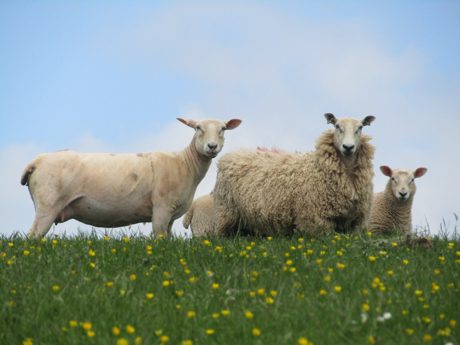Hilltop-camping-farm-sheep